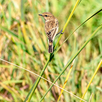 Whinchat, female