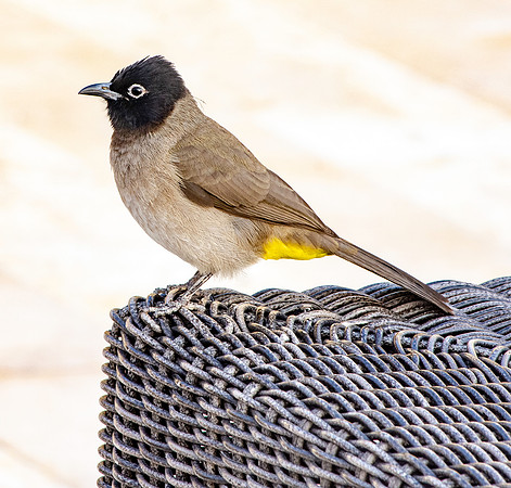 White spectacled bulbul