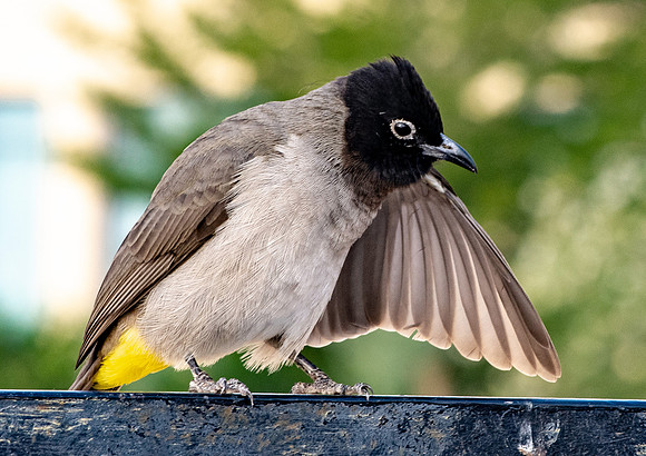 White spectacled bulbul