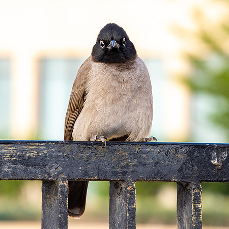 White spectacled bulbul