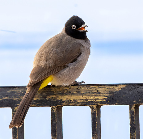 White spectacled bulbul