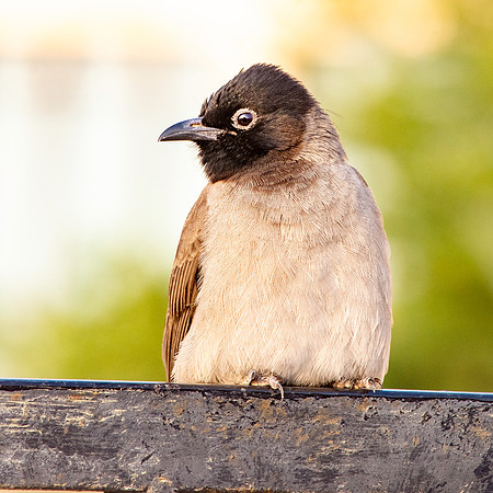 White spectacled bulbul