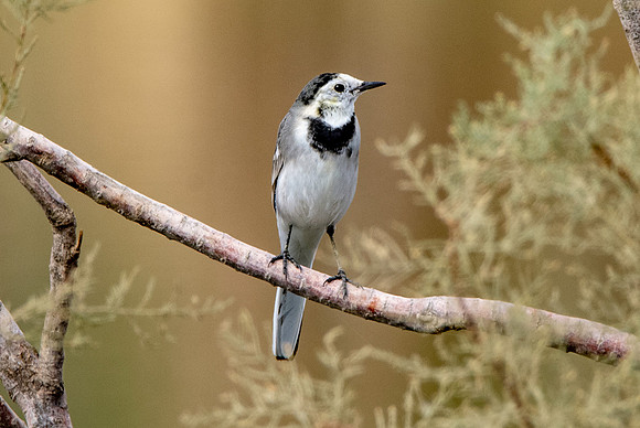 White wagtail