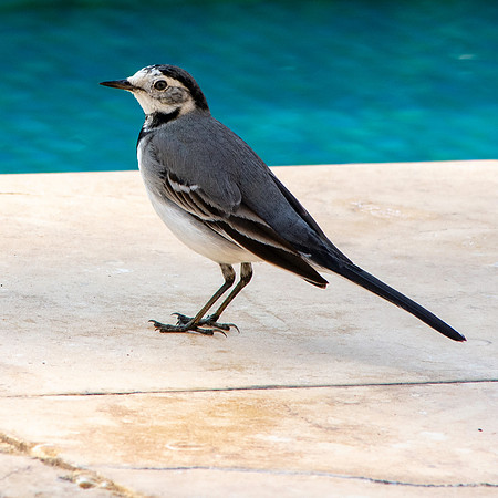 White wagtail