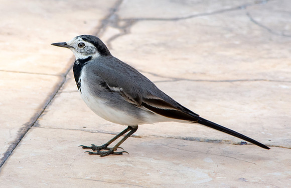 White wagtail