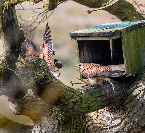 Common Eurasian kestrel – breeding