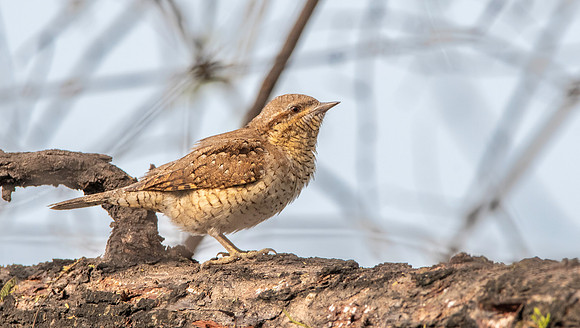 Wryneck