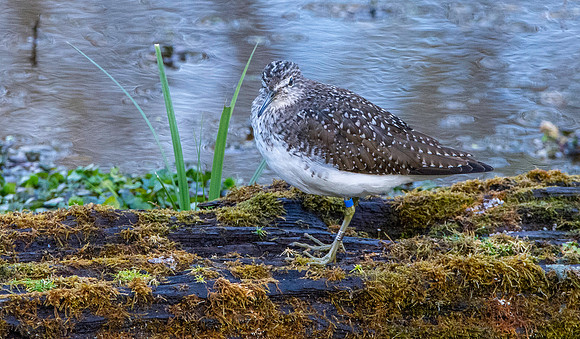 Green sandpiper