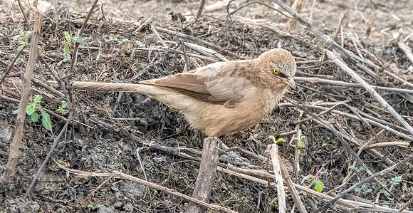 Large grey babbler