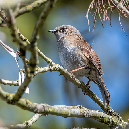 Dunnock / Hedge sparrow