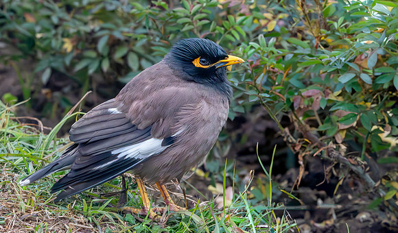 Jungle myna