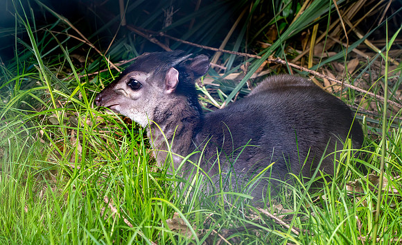 Blue Duiker