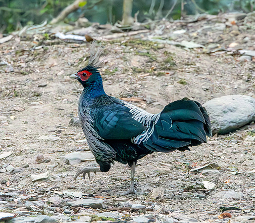 Kalij pheasant, male