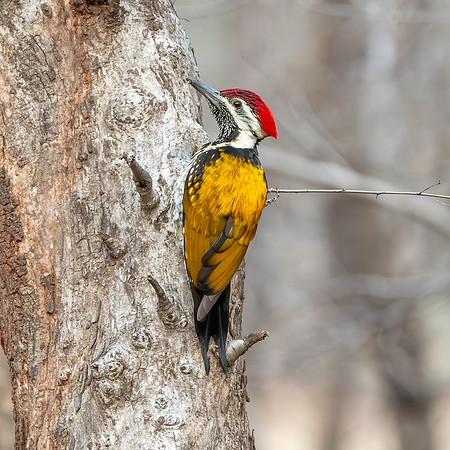 Black rumped flameback woodpecker / lesser golden backed