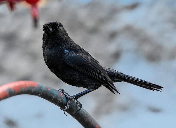 Black flowerpiercer