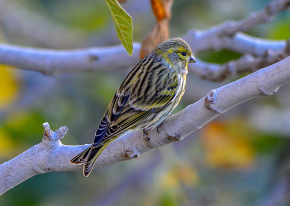 Serin