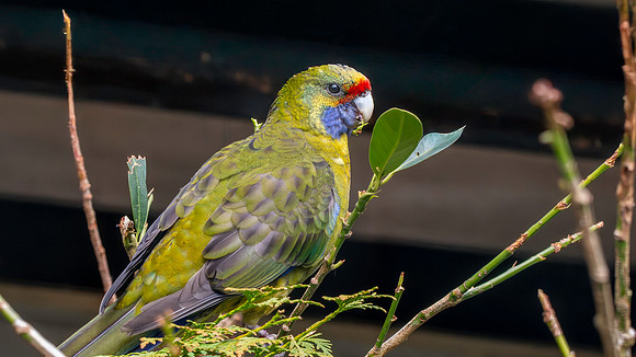 Green / Tasmanian rosella