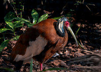 Madagascar crested ibis