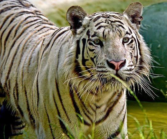 White tiger