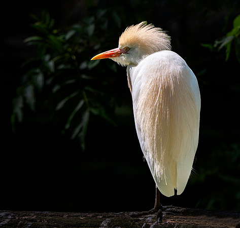 Cattle egret