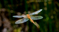 Norfolk hawker