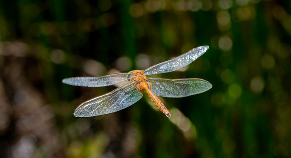 Norfolk hawker