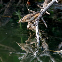 Pallas's grasshopper warbler