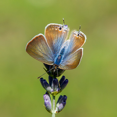 Long tailed blue, female