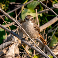 Female Grey bush chat