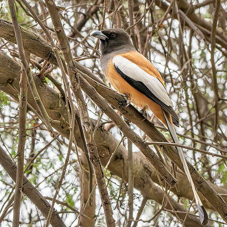 Rufous treepie