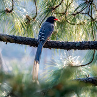 Red billed blue magpie