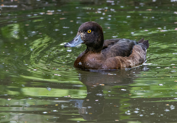 Tufted duck, female