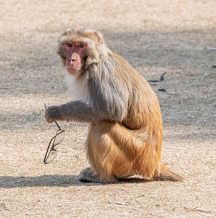 Macaque monkey