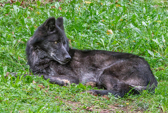 British Columbia wolf