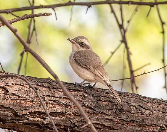Common wood shrike