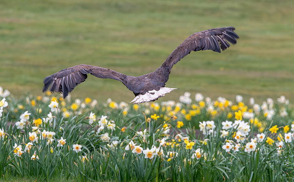 White tailed sea eagle