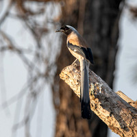 Grey / Himalayan treepie