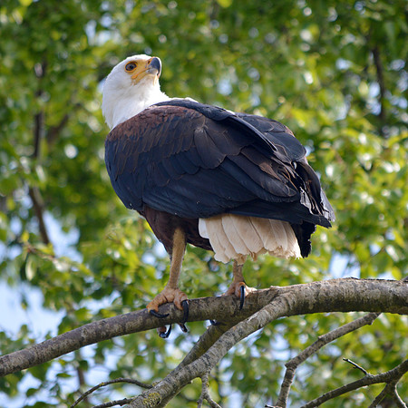 African Fish Eagle