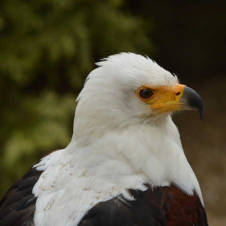 African Fish Eagle