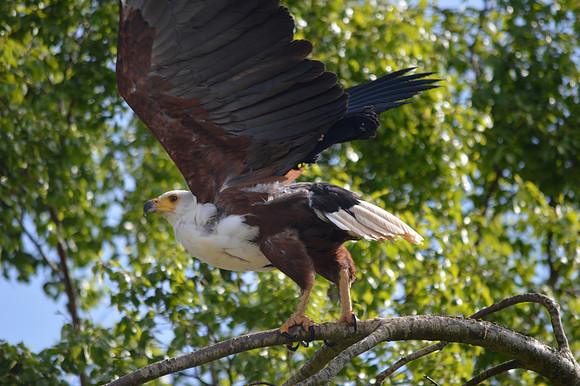 African Fish Eagle