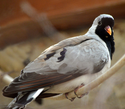 Cape Dove