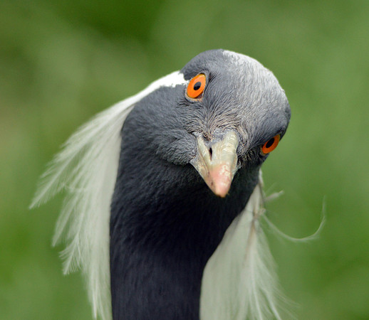 Demoiselle Crane