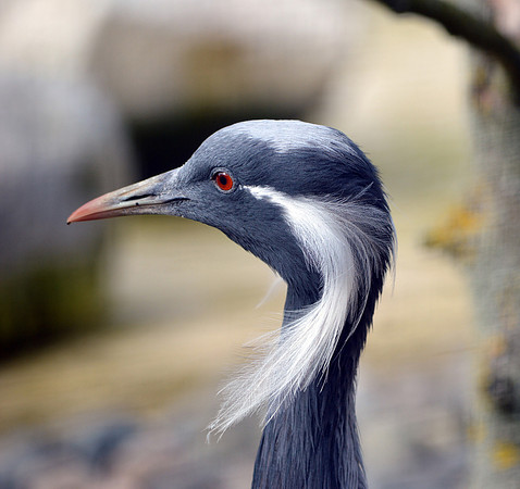 Demoiselle Crane