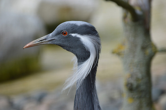 Demoiselle Crane