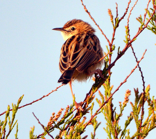 Fan-tailed Warbler