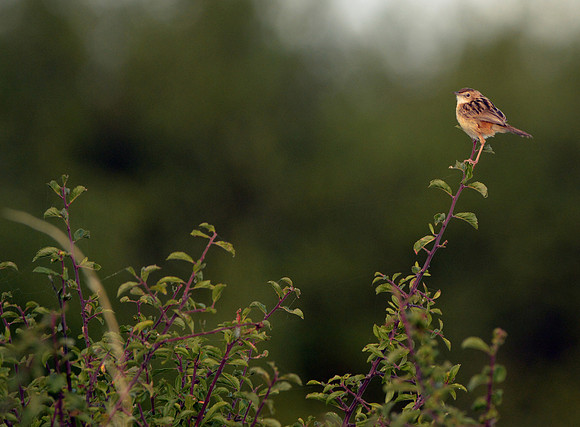 Fan-tailed Warbler