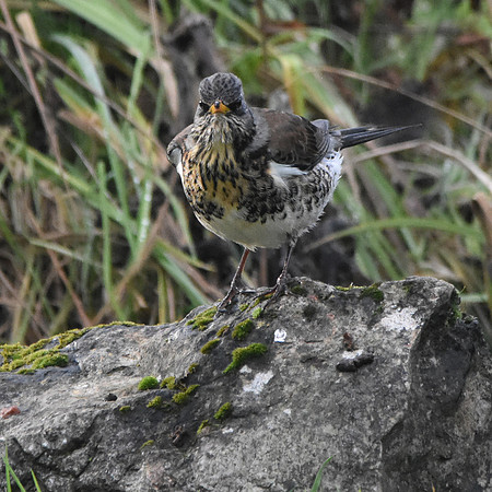 Fieldfare