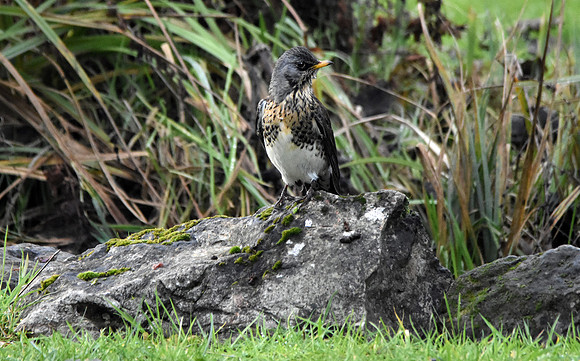 Fieldfare