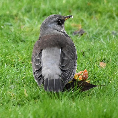 Fieldfare