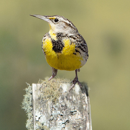 Eastern Meadowlark